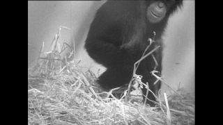 Link zum Video | Paul Lieberenz