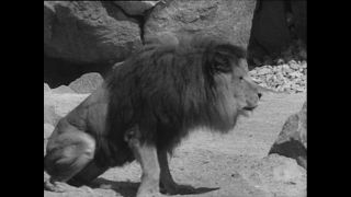 Link to Video | Paul Karl Lieberenz