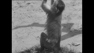 Link to Video | Paul Karl Lieberenz