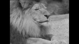 Link zum Video | Paul Lieberenz