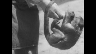 Link zum Video | Paul Lieberenz