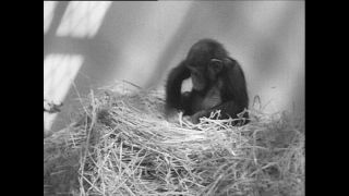 Link to Video | Paul Karl Lieberenz