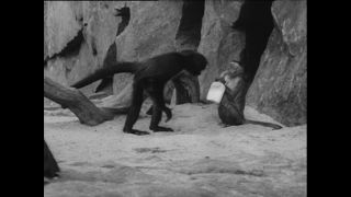 Link to Video | Paul Karl Lieberenz