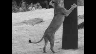 Link to Video | Paul Karl Lieberenz