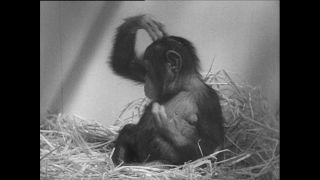 Link to Video | Paul Karl Lieberenz