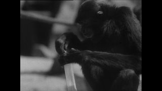 Link to Video | Paul Karl Lieberenz