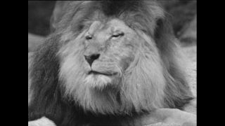 Link zum Video | Paul Lieberenz