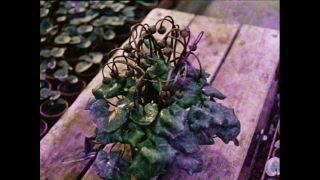 Link to Video | Paul Karl Lieberenz