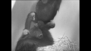 Link to Video | Paul Karl Lieberenz