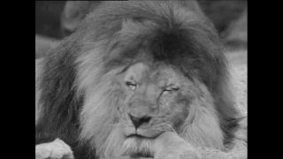 Link to Video | Paul Karl Lieberenz