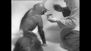 Link to Video | Paul Karl Lieberenz