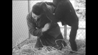 Link to Video | Paul Karl Lieberenz