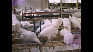 Link to Video | Paul Karl Lieberenz