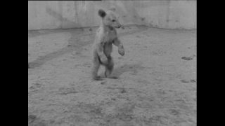 Link to Video | Paul Karl Lieberenz