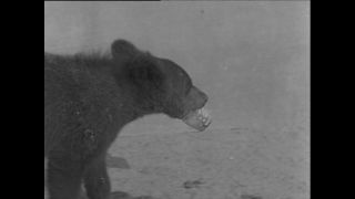 Link to Video | Paul Karl Lieberenz