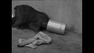 Link to Video | Paul Karl Lieberenz