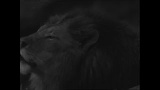 Link to Video | Paul Karl Lieberenz