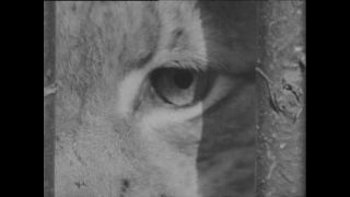 Link zum Video | Paul Lieberenz