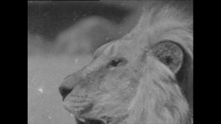 Link to Video | Paul Karl Lieberenz