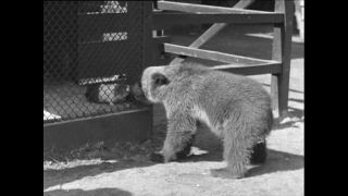 Link to Video | Paul Karl Lieberenz