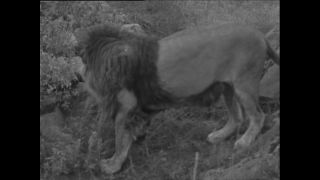 Link to Video | Paul Karl Lieberenz