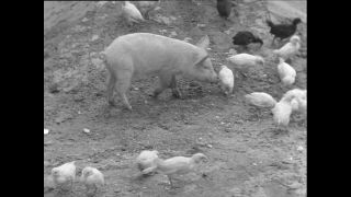 Link zum Video | Paul Lieberenz