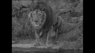 Link zum Video | Paul Lieberenz