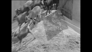 Link to Video | Paul Karl Lieberenz