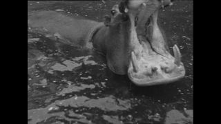 Link to Video | Paul Karl Lieberenz