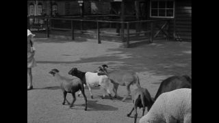 Link to Video | Paul Karl Lieberenz