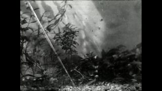 Link to Video | Paul Karl Lieberenz