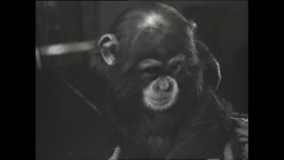 Link to Video | Paul Karl Lieberenz