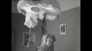 Link to Video | Paul Karl Lieberenz