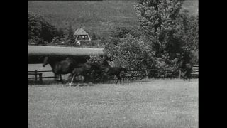 Link to Video | horse stud farm, Paul Karl Lieberenz, horse breeding, Equidae, Germany, 1950s, Bad Homburg vor der Höhe, Erlenhof Stud Farm