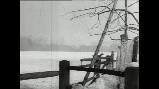 Link to Video | horse stud farm, Paul Karl Lieberenz, horse breeding, Equidae, Germany, 1950s, Bad Homburg vor der Höhe, Erlenhof Stud Farm