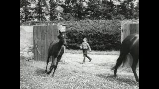 Link to Video | horse stud farm, Paul Karl Lieberenz, horse breeding, Equidae, Germany, 1950s, Bad Homburg vor der Höhe, Erlenhof Stud Farm