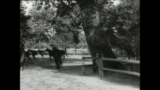 Link to Video | horse stud farm, Paul Karl Lieberenz, horse breeding, Equidae, Germany, 1950s, Bad Homburg vor der Höhe, Erlenhof Stud Farm