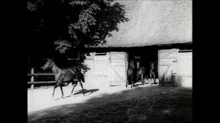 Link to Video | horse stud farm, Paul Karl Lieberenz, horse breeding, Equidae, Germany, 1950s, Bad Homburg vor der Höhe, Erlenhof Stud Farm