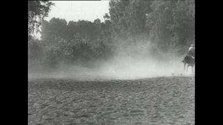 Link to Video | horse stud farm, Paul Karl Lieberenz, horse breeding, Equidae, Germany, 1950s, Bad Homburg vor der Höhe, Erlenhof Stud Farm