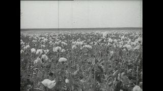 Link to Video | Paul Karl Lieberenz