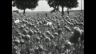 Link to Video | Paul Karl Lieberenz