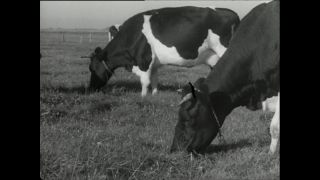 Link to Video | Paul Karl Lieberenz