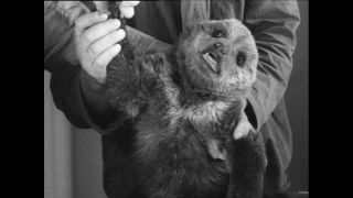 Link to Video | Paul Karl Lieberenz