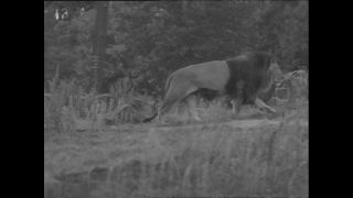 Link to Video | Paul Karl Lieberenz