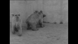 Link to Video | Paul Karl Lieberenz