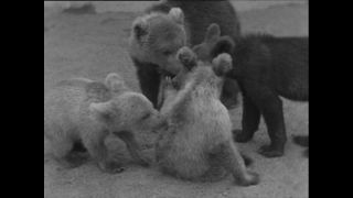 Link to Video | Paul Karl Lieberenz