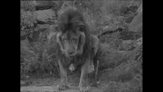 Link to Video | Paul Karl Lieberenz