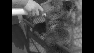 Link to Video | Paul Karl Lieberenz