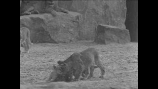 Link to Video | Paul Karl Lieberenz