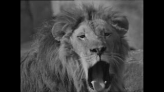 Link zum Video | Paul Lieberenz